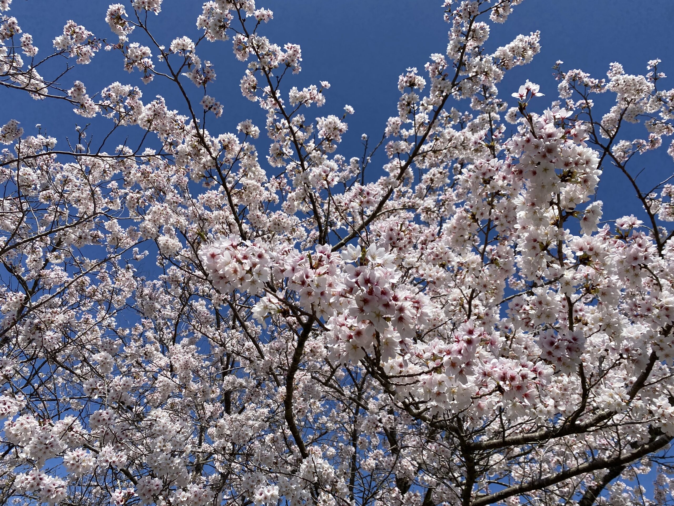 桜を求めて南下の旅　１日目