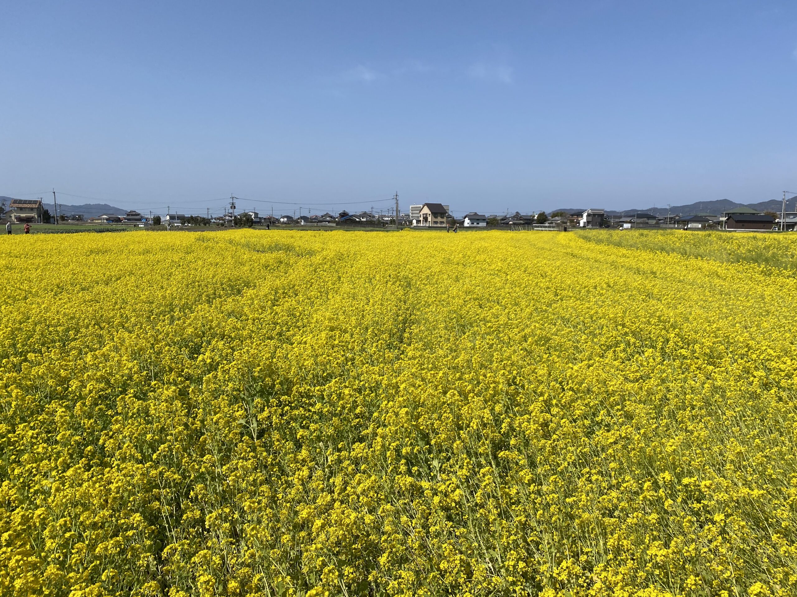 トゥーン市の菜の花畑