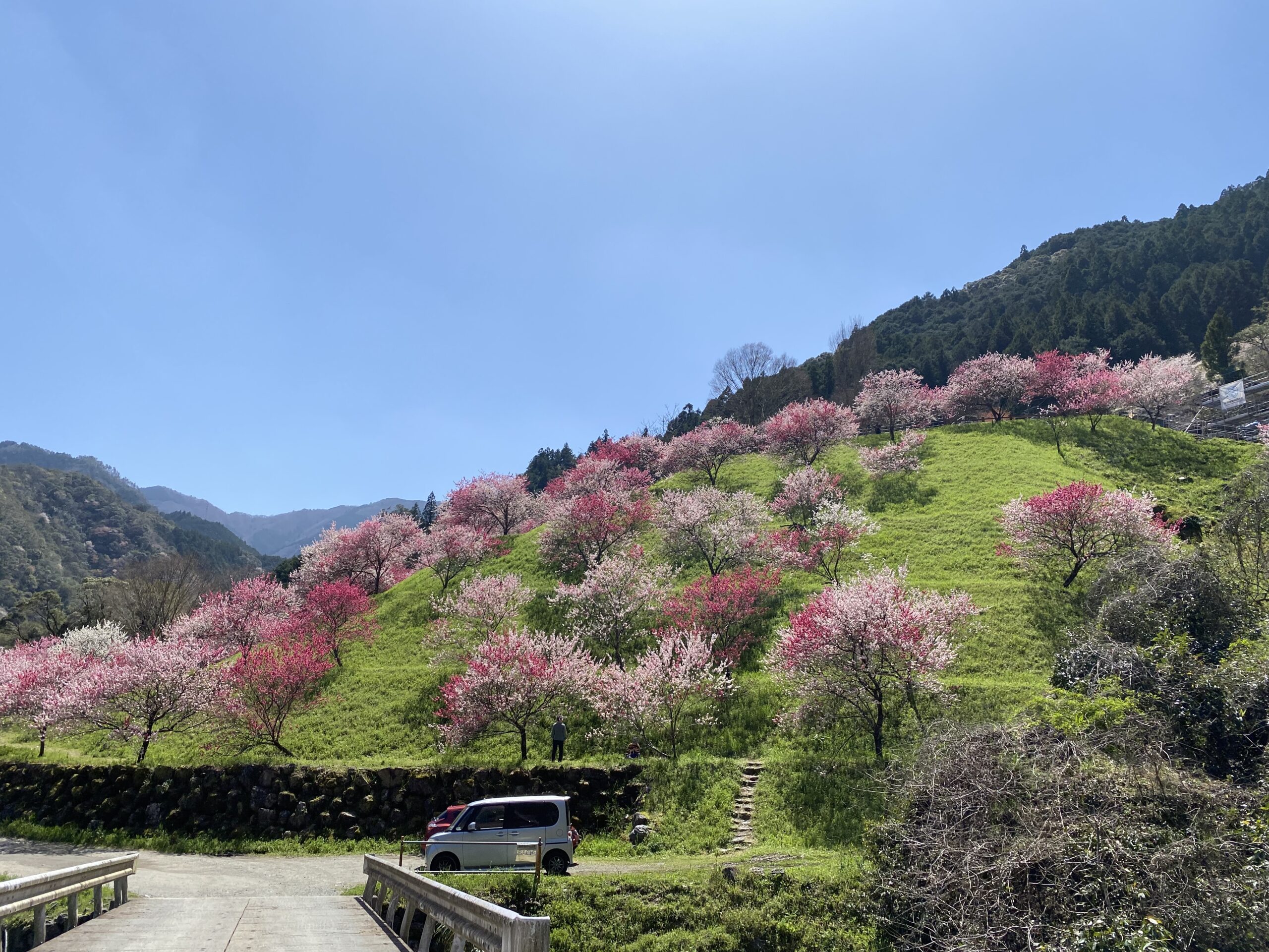 桜もイイけど桃花もね！♬