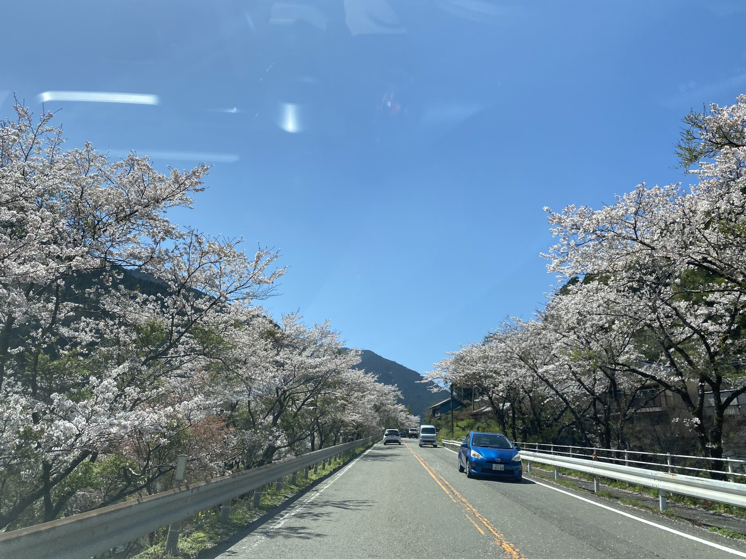 満開の桜は身近な所にあったのです