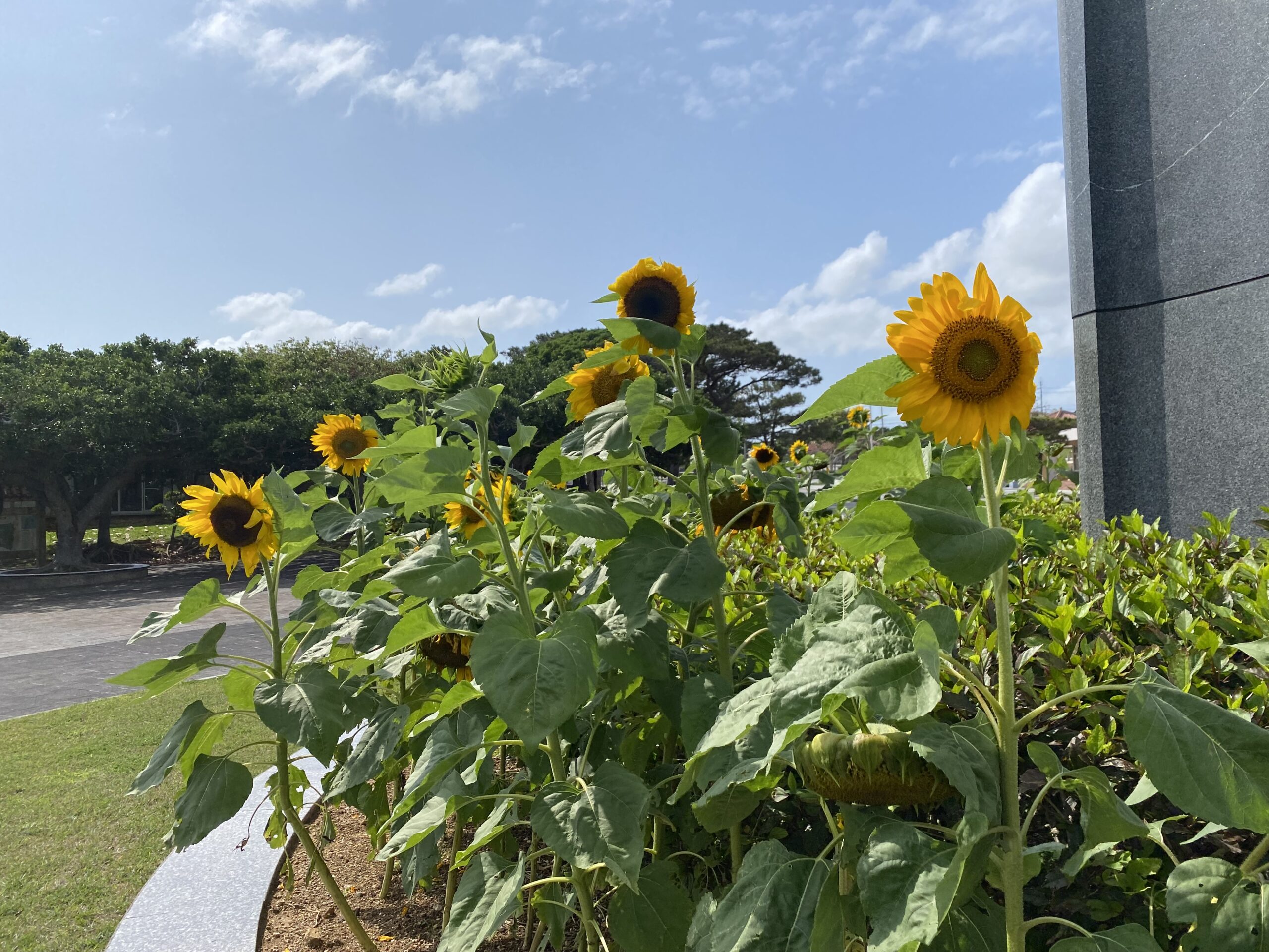 せんだみつお空港に降り立ちました
